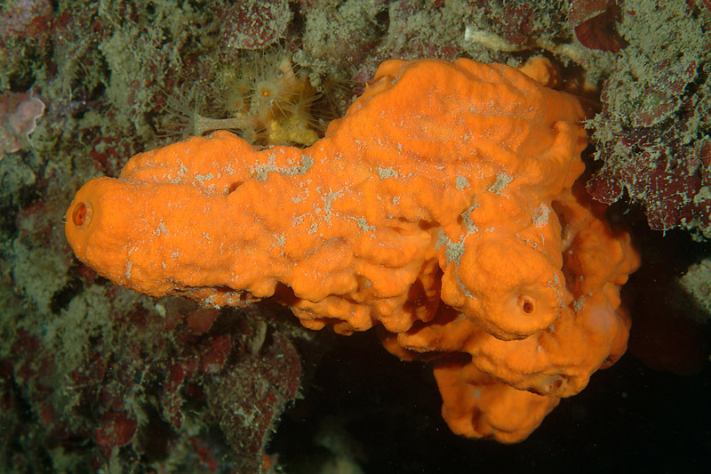 Tedania anhelans (Lieberkun, 1859) e Aplysina cavernicola